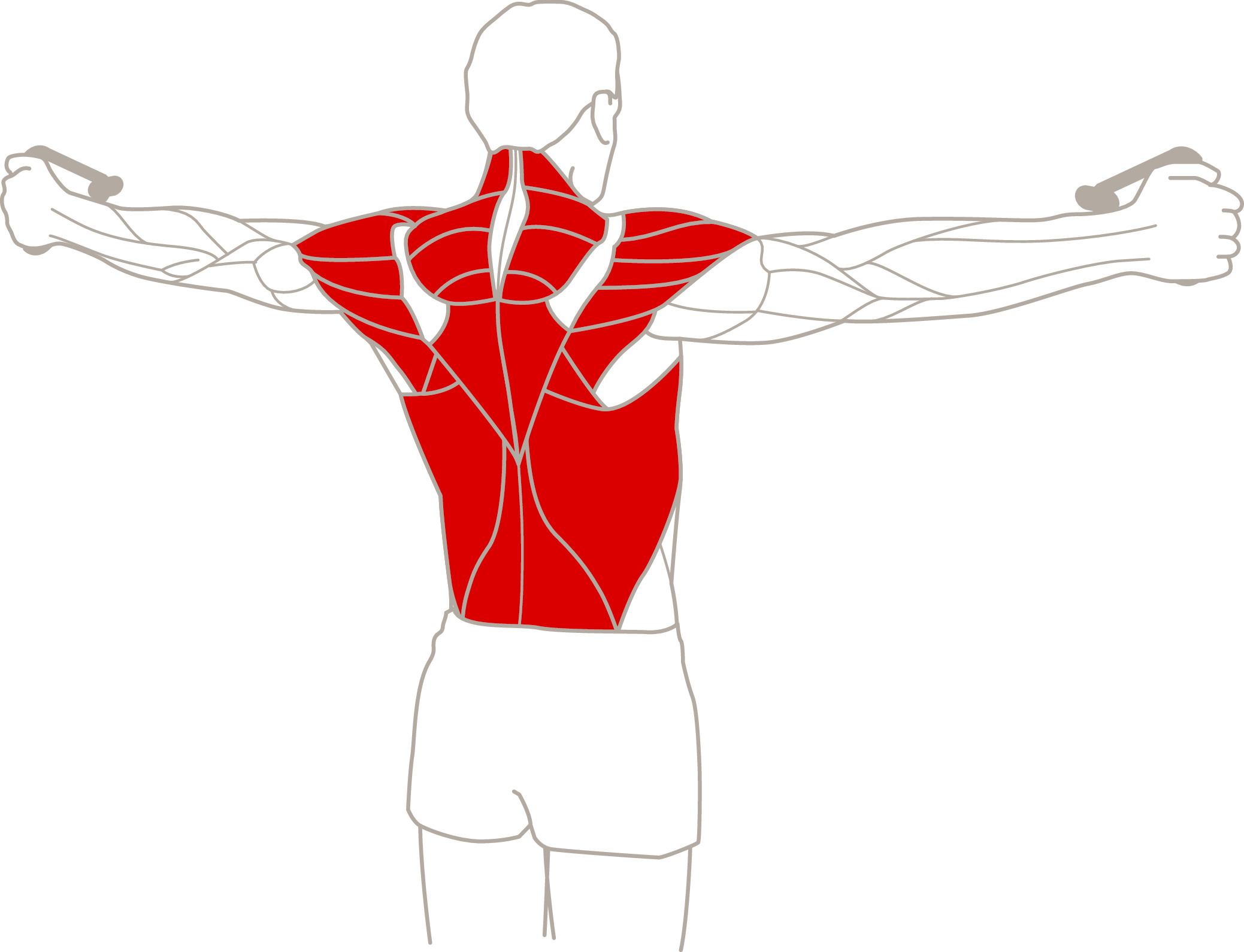back muscles anatomy