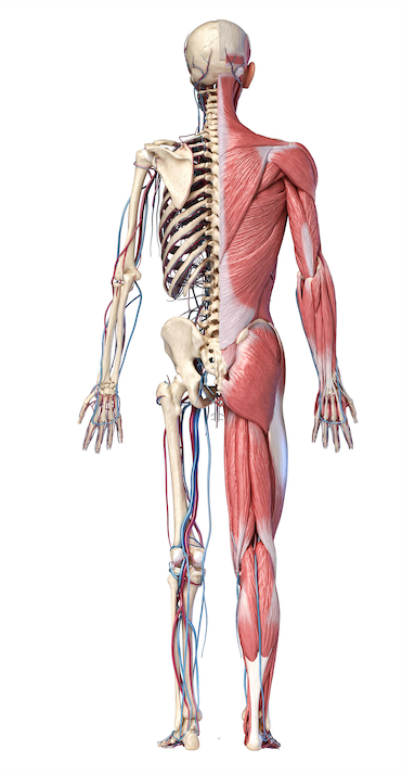 Cross-sectional muscle of human back